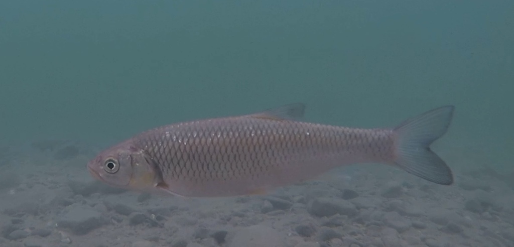 Pearlfish (Rutilus meidingeri) — Cyprinidae