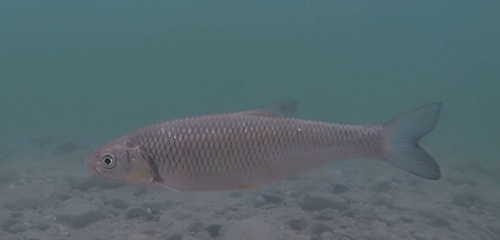 Pearlfish (Rutilus meidingeri) — Cyprinidae