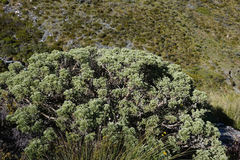 Brachyglottis cassinioides