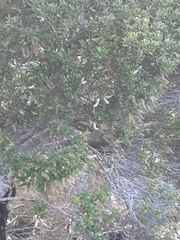 Pterophylla sylvicola