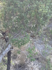 Pterophylla sylvicola