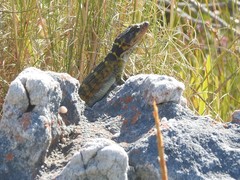 Pseudocordylus microlepidotus