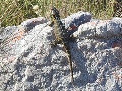 Pseudocordylus microlepidotus