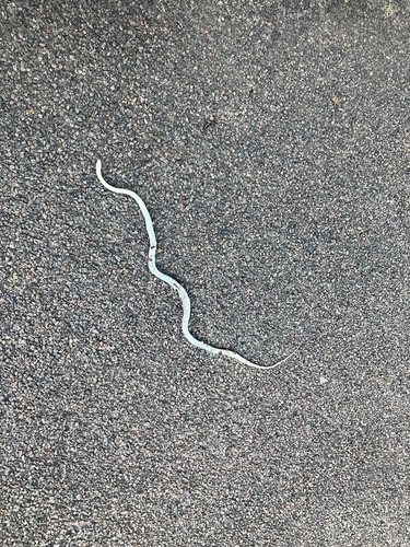 Yellow-faced Whipsnake sighting