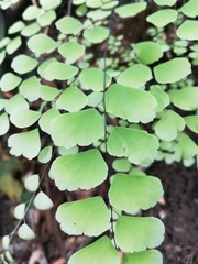 Adiantum amplum