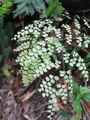 Adiantum amplum