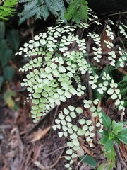 Adiantum amplum