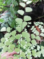 Adiantum amplum