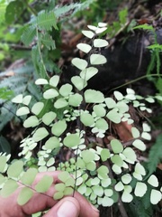 Adiantum amplum