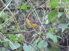 Myioborus brunniceps