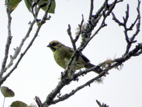 Yellow-striped Brushfinch (Atlapetes citrinellus), photo 7
