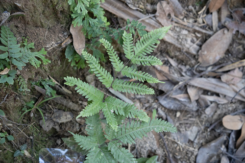 Pteris oshimensis iNat (3)