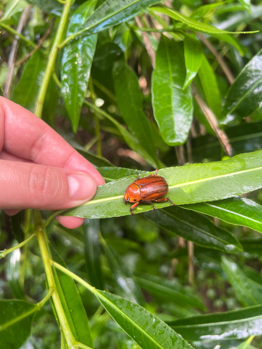 Pelidnota paraguayensis