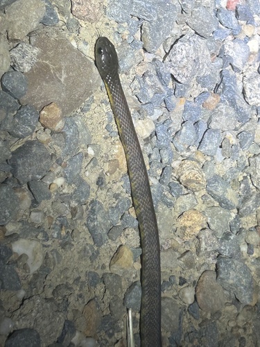 Tiger Snake sighting