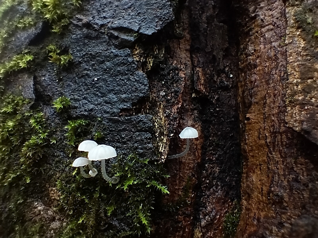 Mycena tenerrima · December 2025 · photo: © tatiana354 (iNaturalist, cc-by)