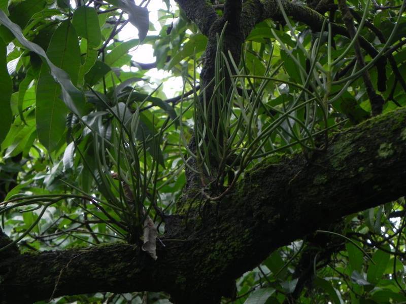 Luisia zeylanica