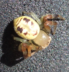 Synema marlothi