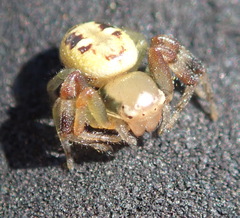 Synema marlothi