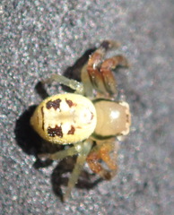 Synema marlothi