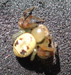 Synema marlothi