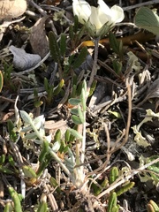 Oxytropis arctica
