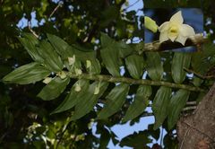 Dendrobium aqueum