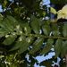 Dendrobium aqueum - Photo 由 S.MORE 所上傳的 (c) S.MORE，保留部份權利CC BY-NC