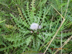 Cirsium acaule esculentum