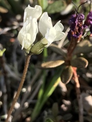 Oxytropis arctica