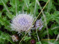Cirsium acaule esculentum