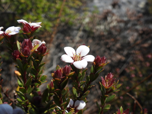 Hairy Chinaflower (Adenandra villosa)