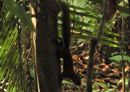 Guianan Squirrel