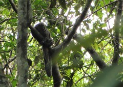 Pithecia chrysocephala