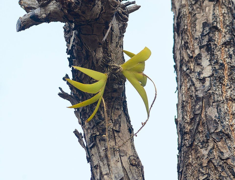 Oberonia mucronata