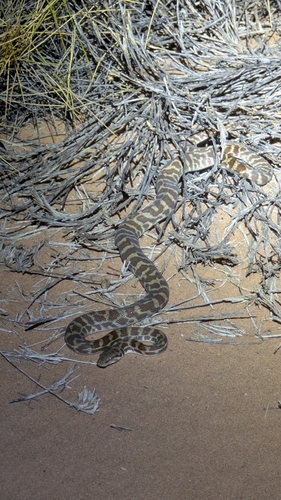 Children's Python sighting