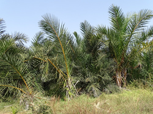 Raphia sudanica