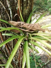 Tillandsia capitata