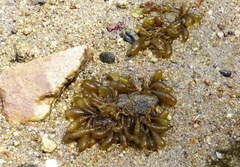 Adenocystis utricularis