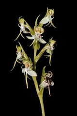 Habenaria gibsonii