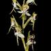 Habenaria gibsonii - Photo no rights reserved, uploaded by S.MORE