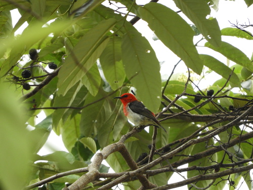 Myzomela chloroptera
