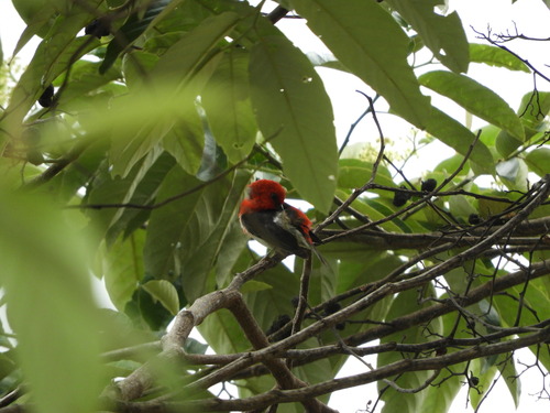 Myzomela chloroptera