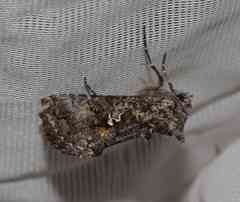 Syngrapha octoscripta