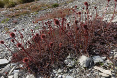 Acaena saccaticupula