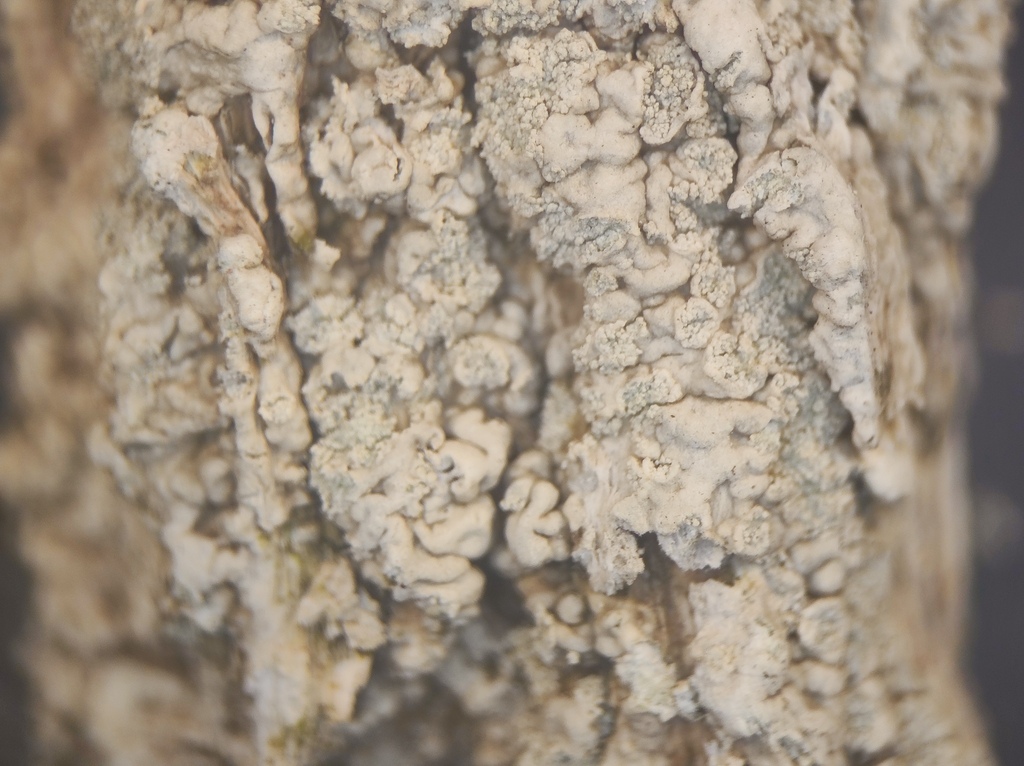 Ochrolechia microstictoides