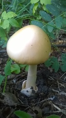 Amanita flavescens