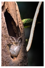 Otus bakkamoena