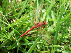 Sympetrum gilvum
