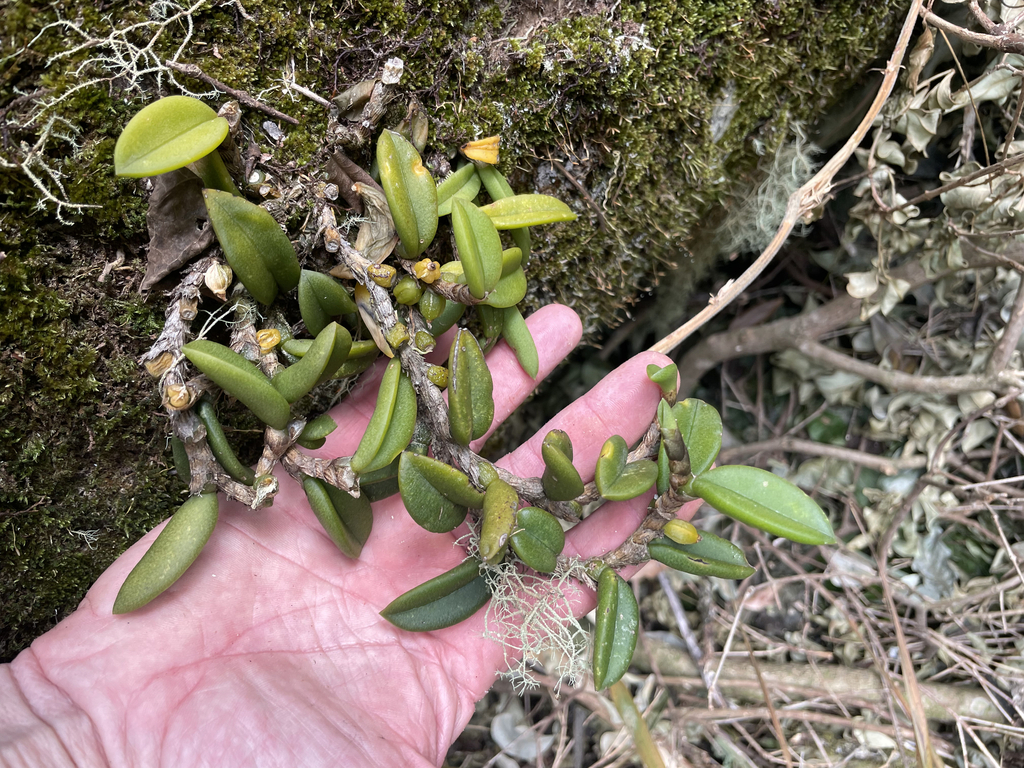 Bulbophyllum schillerianum