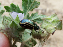 Calligrapha percheroni